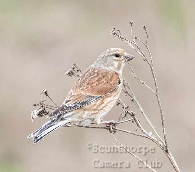 Male linnet eating seeds